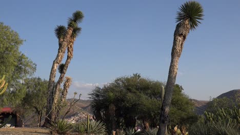 Mexiko-Guanajuato-Yucca-Und-Blauer-Himmel