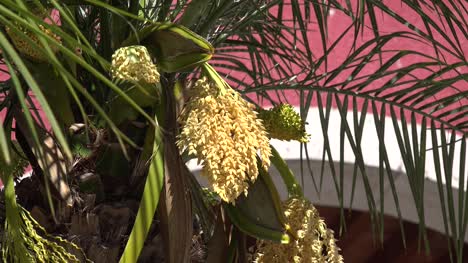 Mexico-San-Julian-Flowering-Palm-Tree