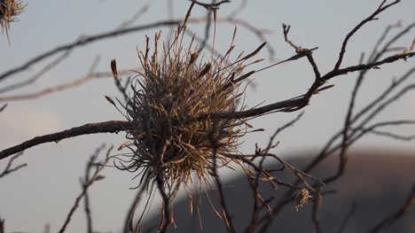 Mexico-Airplant-In-Breeze