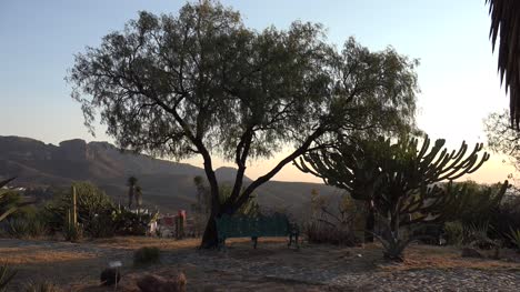 Mexico-Cactus-And-Tree-In-Late-Evening