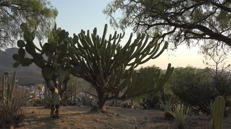 Mexico-Cactus-On-Hill
