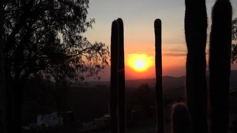 Mexiko-Kaktus-Mit-Untergehender-Sonne-Zoom-In