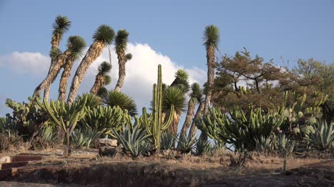 Mexico-Cloud-Beyond-Yucca-And-Cacti