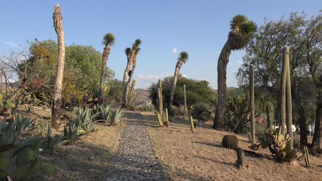 Mexiko-Riesen-Yucca-Rahmenpfad