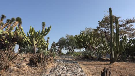 México-Camino-Pasado-Cactus