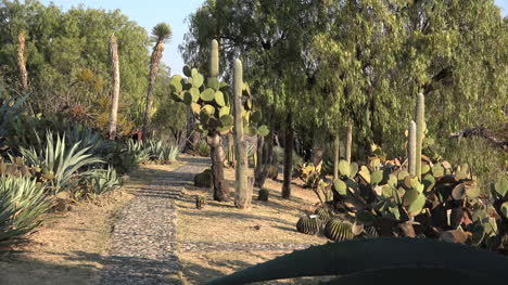 México-Camino-A-Través-De-Plantas-Del-Desierto