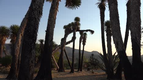 Mexico-Yucca-Backlit