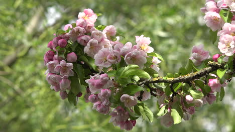 Zweig-Mit-Rosa-Blüten-Und-Grünem-Hintergrund