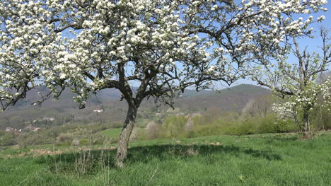 Francia-Alsacia-árboles-Y-Colinas-En-Flor