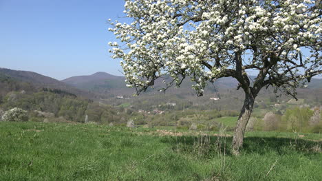Frankreich-Elsass-Obstbaum-Rahmen-Ansicht