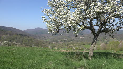 France-Alsace-Fruit-Tree-Frames-View