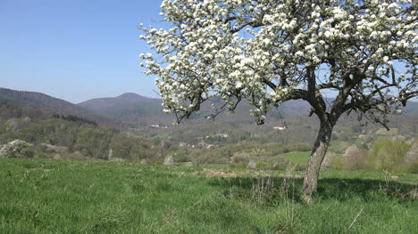Frankreich-Elsass-Obstbaum-Zoomt-Zur-Ansicht