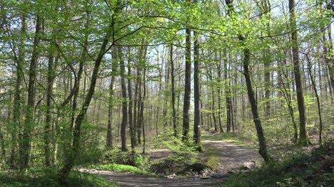 Frankreich-Elsass-Weg-Führt-In-Den-Frühlingswald