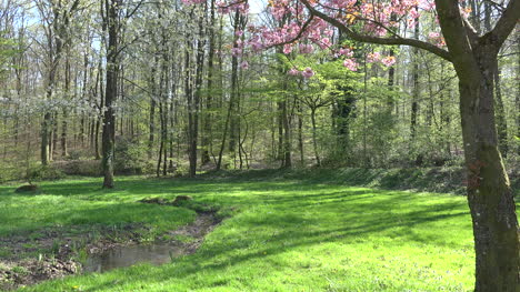 Frankreich-Elsass-Kleiner-Bach-Fließt-In-Richtung-Wald