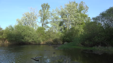 Frankreich-Elsass-Bäume-Am-Pool