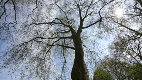 Frankreich-Frühling-Äste-Gegen-Himmel