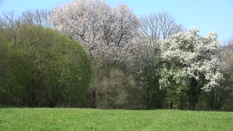 Frankreich-Blühende-Bäume-Im-Frühling