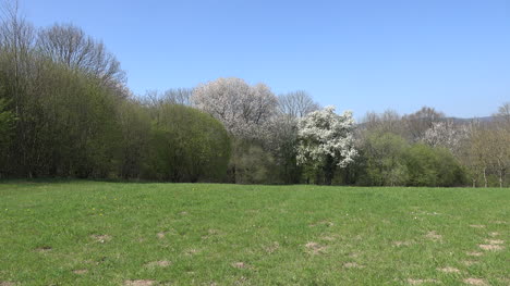 Frankreich-Blühende-Bäume-Im-Wald-Heranzoomen