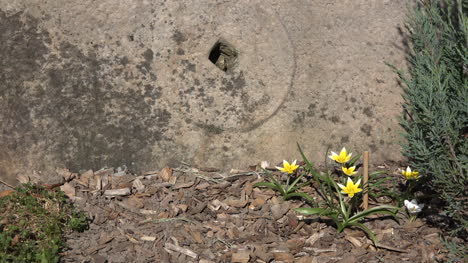 Francia-Flores-Y-Piedra-De-Molino