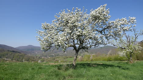 Frankreich-Obstbaum-In-Voller-Blüte-Mit-Blauem-Himmel