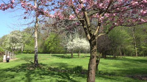 Frankreich-Rasen-Mit-Blühenden-Bäumen