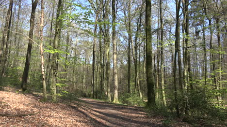 France-Path-In-Spring-Woodland-Zooms-In
