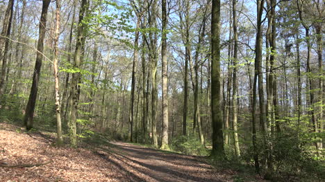 France-Path-In-Spring-Woodland