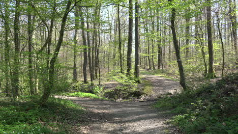 France-Path-In-Spring-Woods