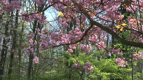Frankreich-Rosa-Blüten-Mit-Frühlingswäldern-Dahinter