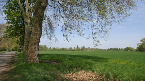 Frankreich-Frühlingsbaum-Und-Rheinebene