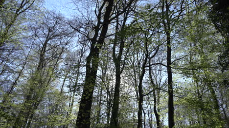 Francia-Primavera-Bosque-Y-Cielo