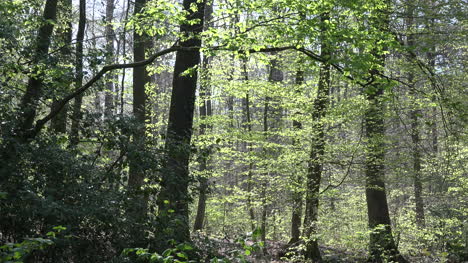 Frankreich-Frühlingswald-Mit-Neuen-Blättern