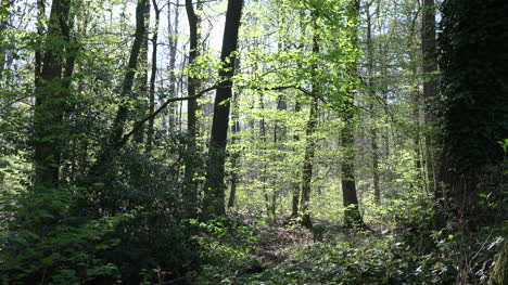 France-Spring-Woods-Zooms-In