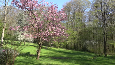 Frankreich-Baum-Hat-Rosa-Blüten