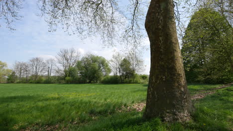 Vista-De-Francia-Con-árbol-De-Primavera