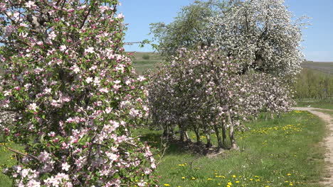 Germany-Flowering-Trees-Zooms-In