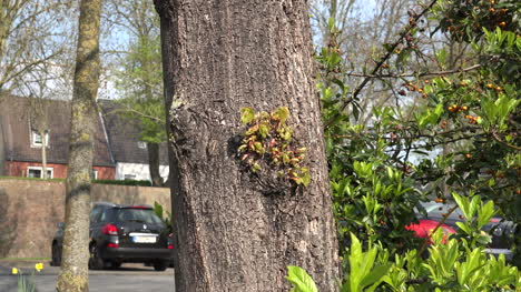 Alemania-Crecimiento-En-Camión-De-árbol-Acercar