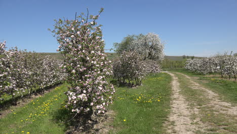 Carril-De-Alemania-En-Huerto-Frutal-Floreciente