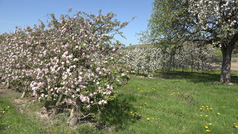 Germany-Orchard-In-Bloom-In-Spring
