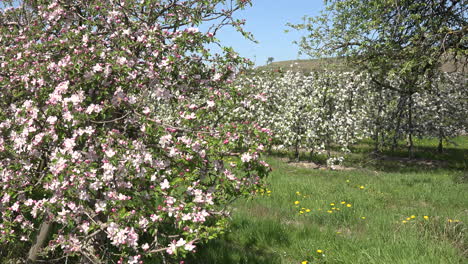 Germany-Orchard-In-Bloom-Zoom-In-To-Flower