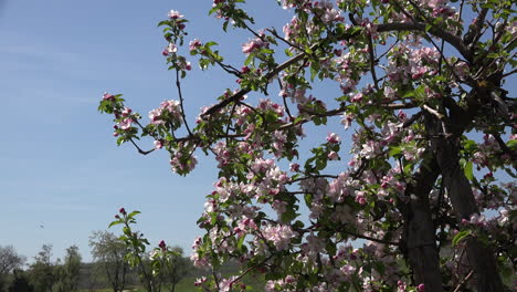 Deutschland-Rosa-Blumen-Auf-Obstbaum