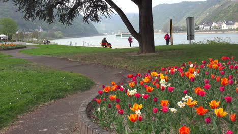 Germany-Tulips-With-Rhine-At-St-Goar