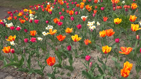 Germany-Tulips-Zooms-In-On-Flowers