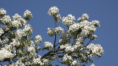 Natur-Obstbaum-Blumen-Und-Blauer-Himmel