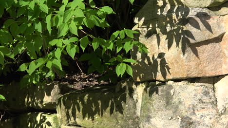 Naturblätter-Und-Schatten-Auf-Stein