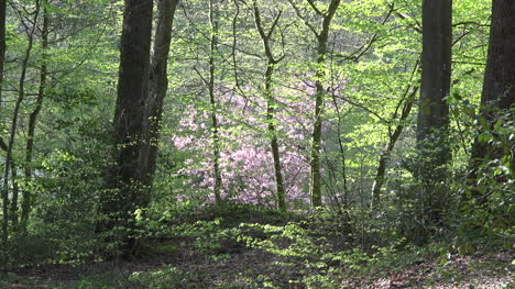 Naturrosa-Und-Grüne-Waldmuster
