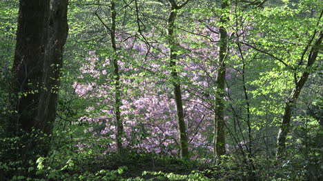 Nature-Pink-Blooms-Zooms-Out-To-Path-In-Spring-Woods