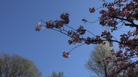 Naturrosa-Blüten-Gegen-Himmel-Zoomen