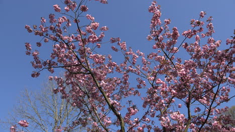 Naturaleza-Rosa-Flores-En-El-árbol-Se-Acerca