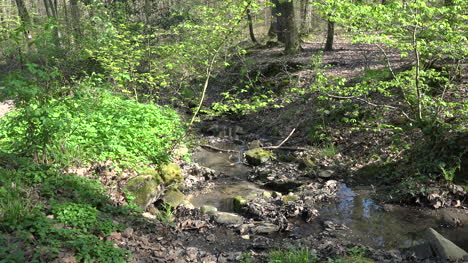 Nature-Stream-In-Woods